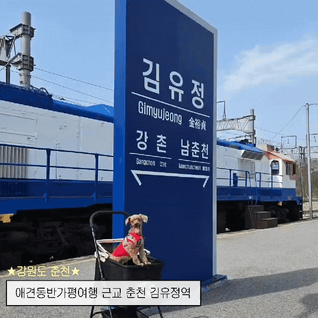 춘천 애견동반 김유정역 레일바이크 가평여행 /유정명물닭갈비 내돈내산 후기