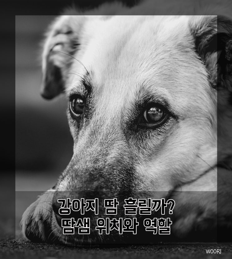  강아지 땀 흘릴까? 땀샘 위치와 역할