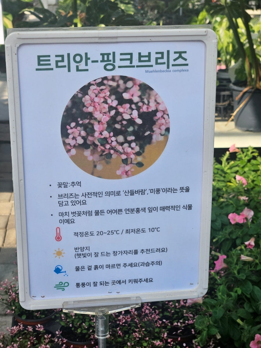 카페힐 사진 3