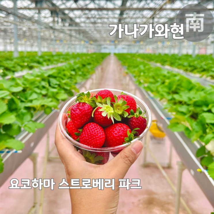 요코하마 스트로베리 파크 딸기따기 체험과 딸기 디저트 카페