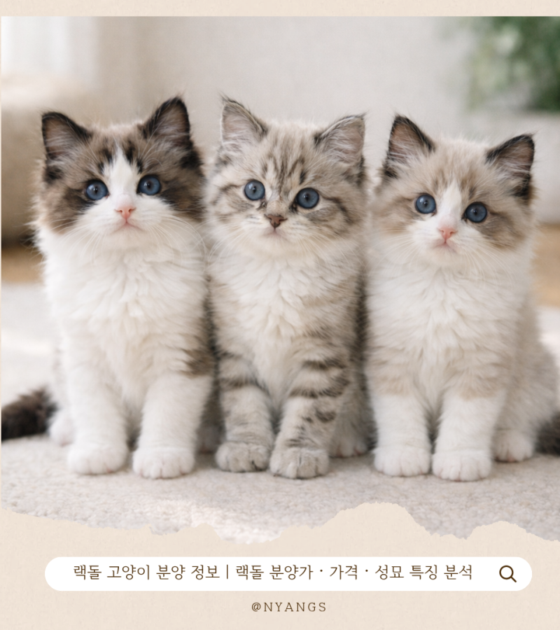 랙돌 고양이 분양 정보｜랙돌 분양가·가격·성묘 특징 분석