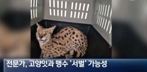   경북 야산에 나타난 ‘아프리카 맹수’… 정체는 멸종위기종 서벌?!
