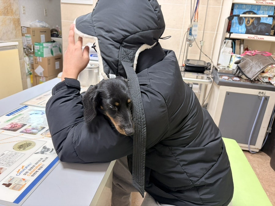 수동물병원 사진 6