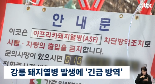   강릉 양돈농장 ASF 비상! 돼지 2만 마리 살처분 및 일시 이동 중지 명령