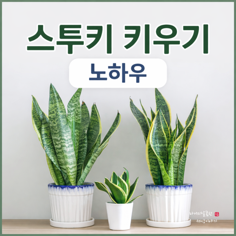 공기정화식물 산세베리아+스투키 효능 키우기 노하우(번식 분갈이 물주기)
