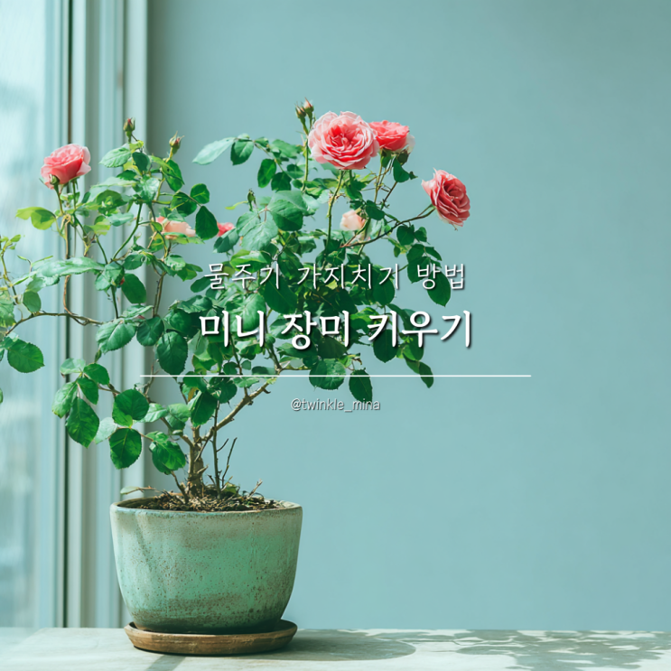  미니 장미 키우기 물주기 가지치기 전정 방법