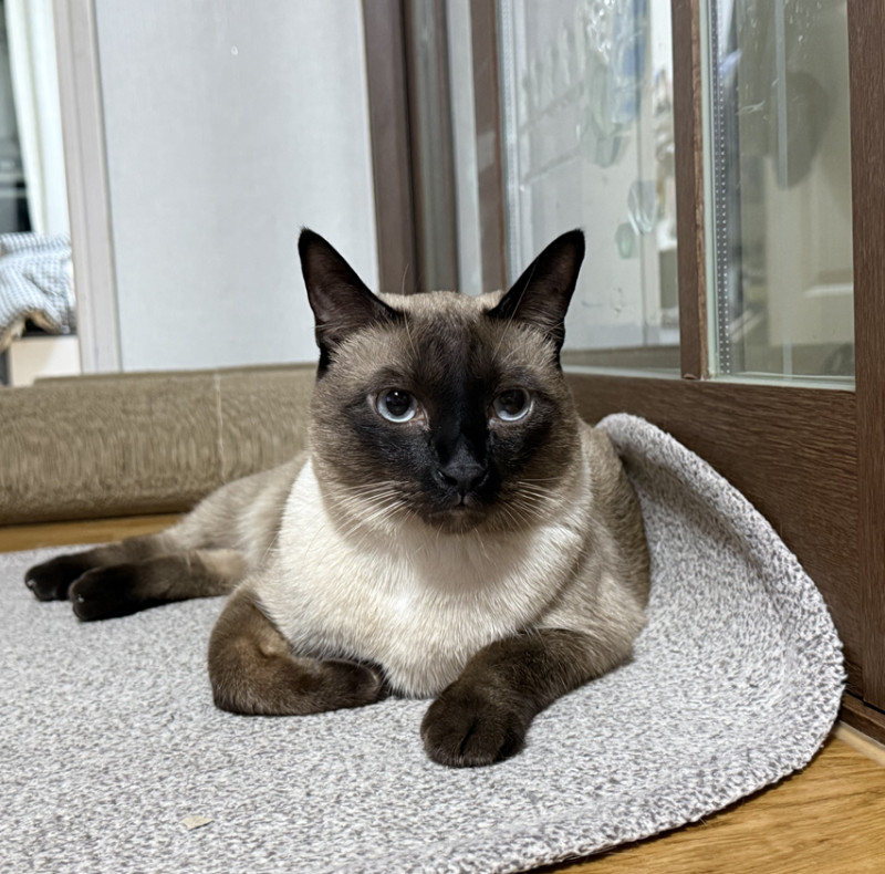 고양이 면역력 높이기 올리는법 사료 영양제 따로 있을까요