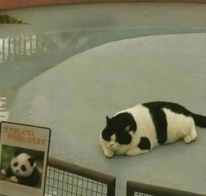  이력서에 거짓말을 써서 냈지만, 어쨌건 취업에 성공했다.jpg