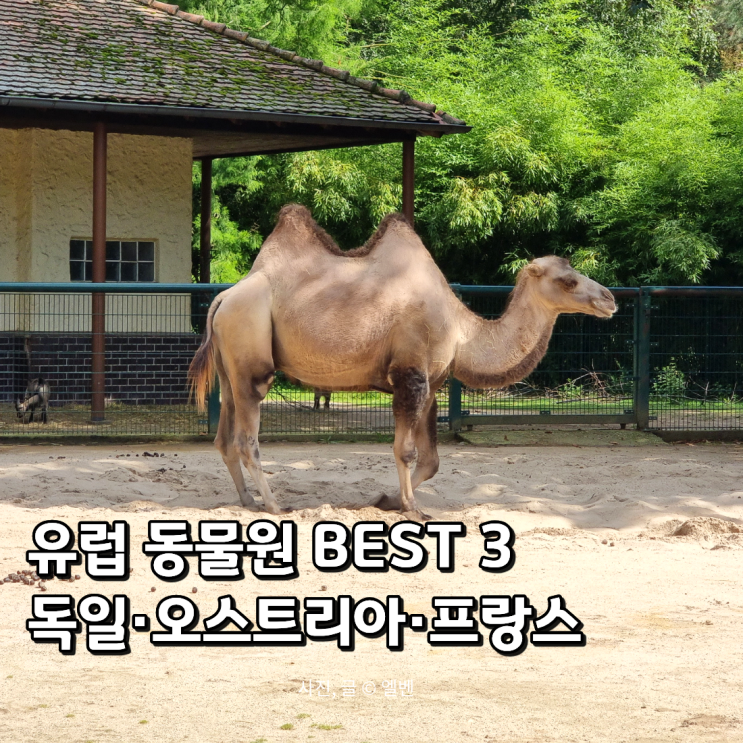  "아이와 유럽 여행" 중 꼭 가야 할 동물원 Top3(독일 오스트리아 프랑스)