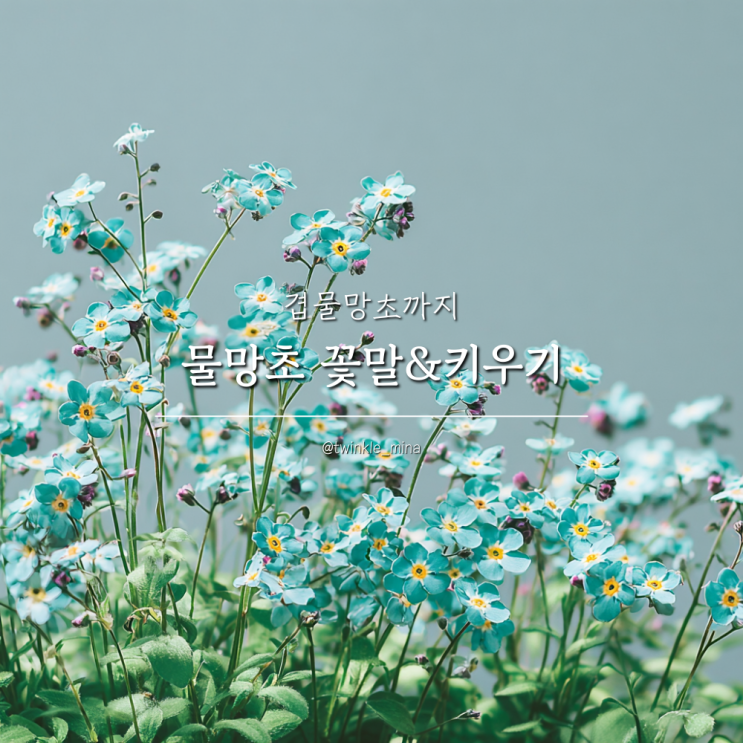  물망초 꽃말 겹물망초 특징 키우기 팁