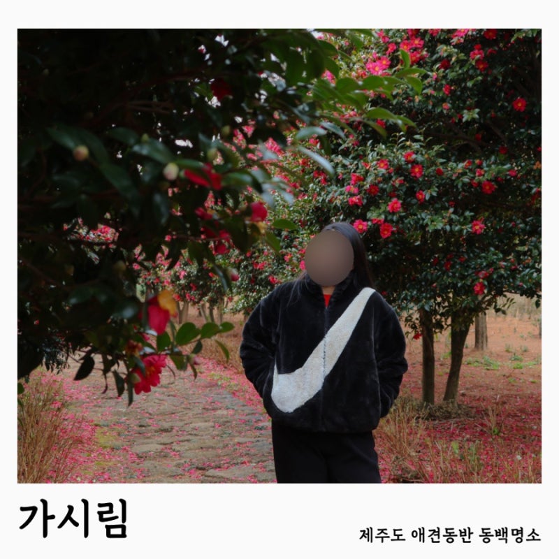 [제주도 애견동반 가볼만한곳] 동백명소 “가시림”