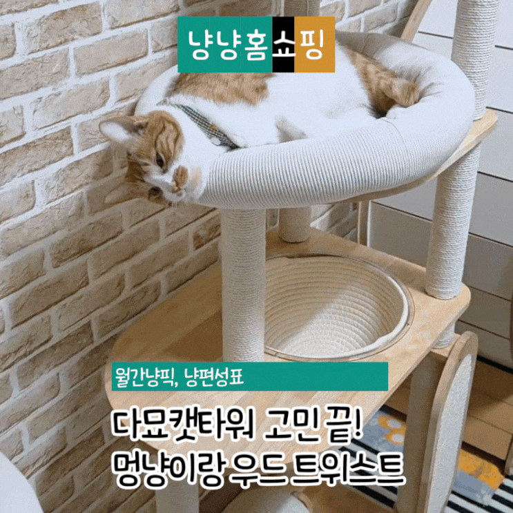  다묘캣타워 고민 끝! 멍냥이랑 우드 트위스트 원목 캣타워 리얼 후기