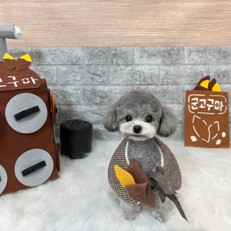 사진 5