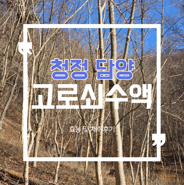 천연 미네랄 폭탄! 고로쇠, 고로쇠 수액 채취 시기부터 효능, 부작용까지 알고 마셔요