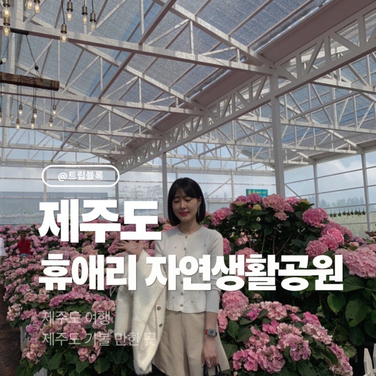  휴애리 자연휴양림 제주 서귀포 동백축제 유채꽃 수국