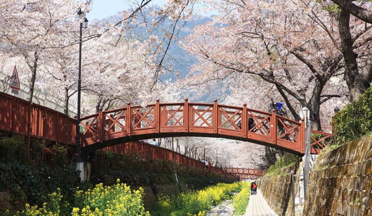  2026년 한국 벚꽃 개화시기 총정리