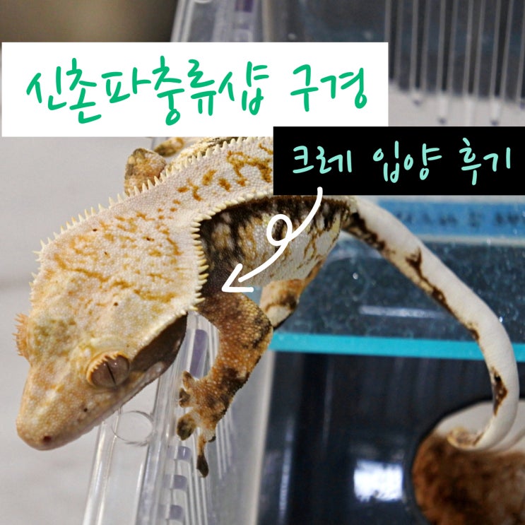  신촌파충류샵 크레스티드게코 입문부터 입양하기 크레용 신촌점