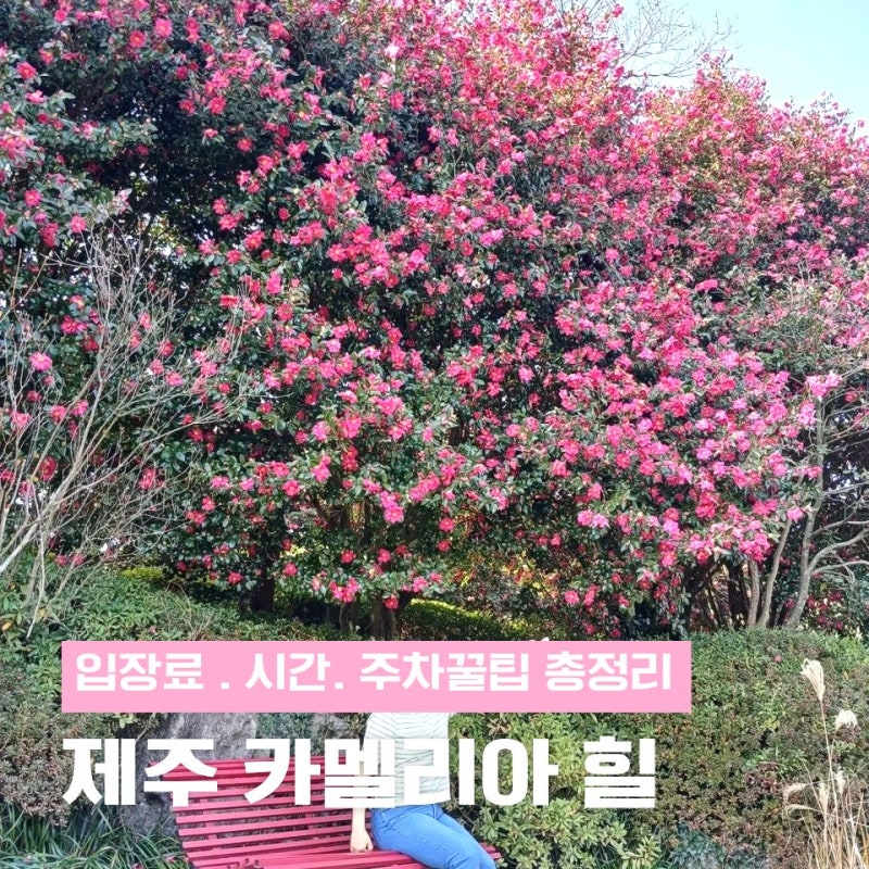 카멜리아 힐 입장료·운영시간·주차 꿀팁 총정리 (제주도민 후기)