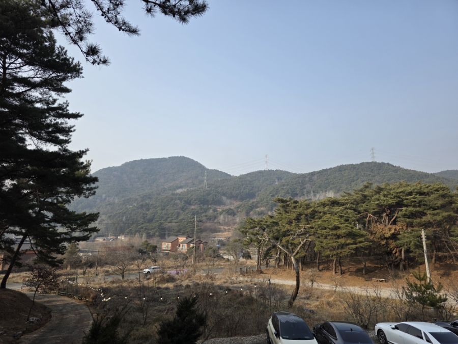 백호 사진 5