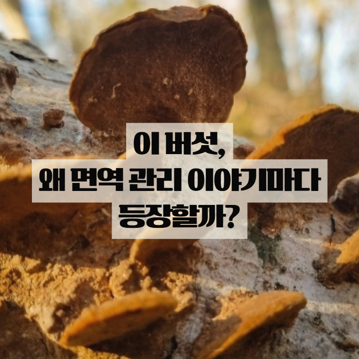  알아두면 좋은 상황버섯 효능 면역 관리에 관심 있다면