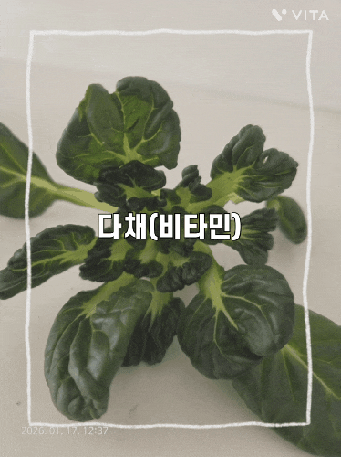 비타민A의 성분인 카로틴이 풍부한 《다채(비타민)에 대하여》