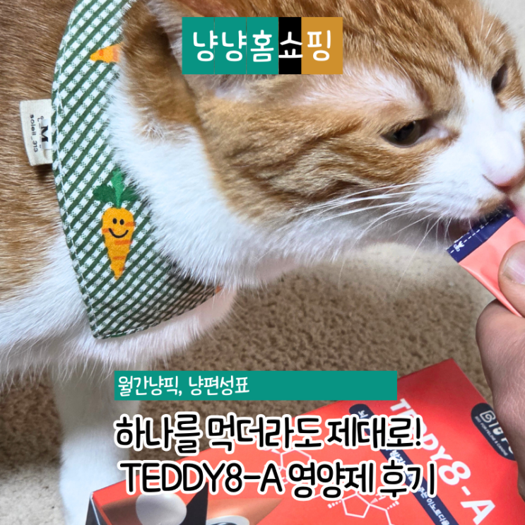  수의사 개발 반려동물 TEDDY8-A 영양제 후기, 예민한 고양이 분리불안해소 항산화 케어