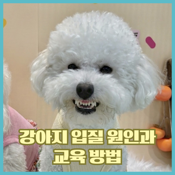  새끼강아지 입질 교육 원인과 훈련 방법