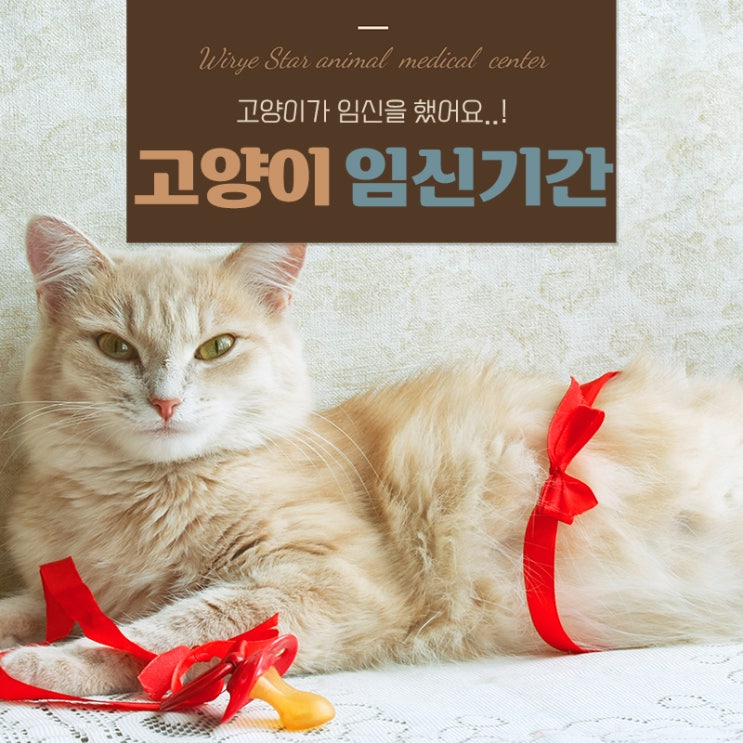  고양이 임신기간 주차별 증상과 주의사항 총정리