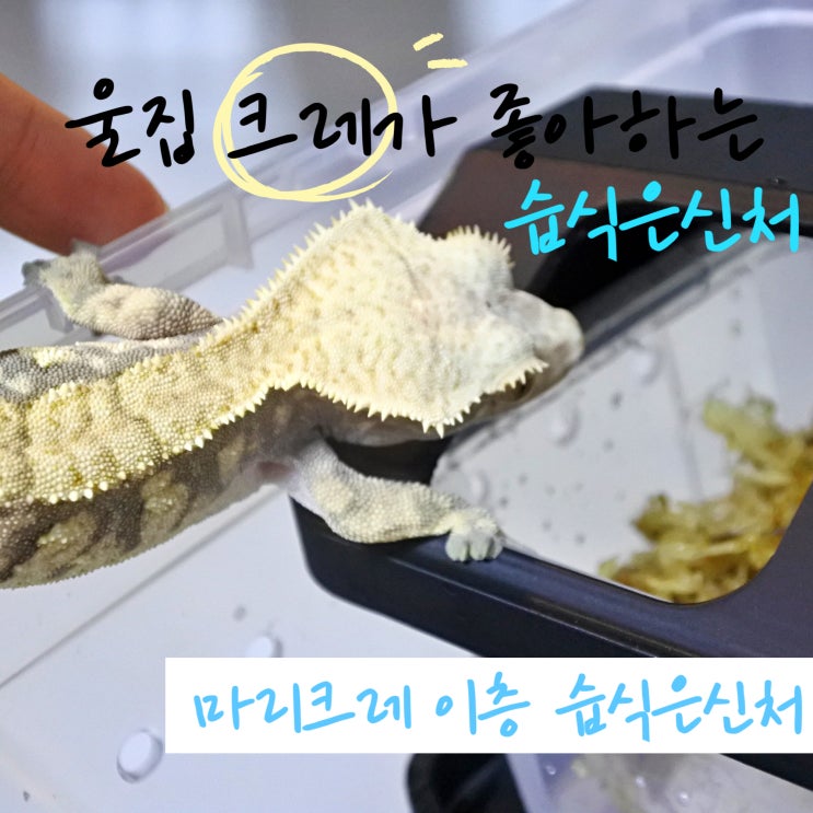 도마뱀은신처 크레스티드게코 습식은신처 마리크레 2층 습은은신처 레게 펫테일도 가능!