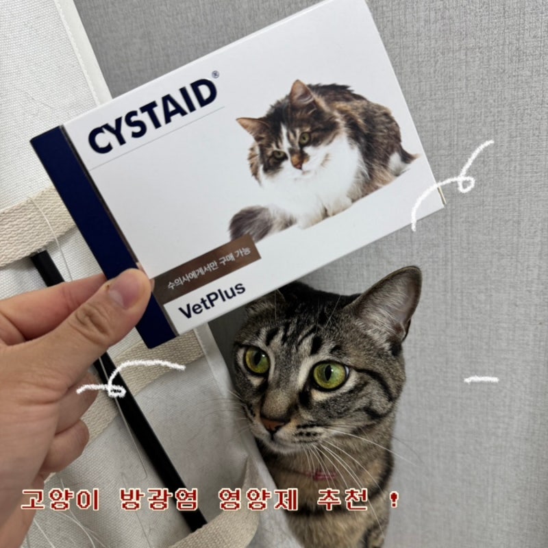 고양이 방광염 영양제 벳플러스 시스테이드 장기 급여 후기 약 먹이는 법
