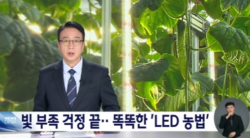  ️ 일조량 부족 해결사 나트륨등과 LED의 대결?!