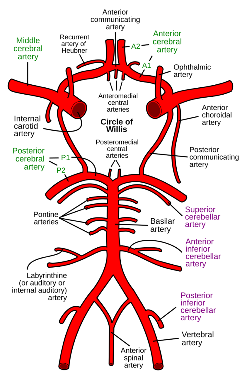 TCD/ICG/Papaverine/Willis circle