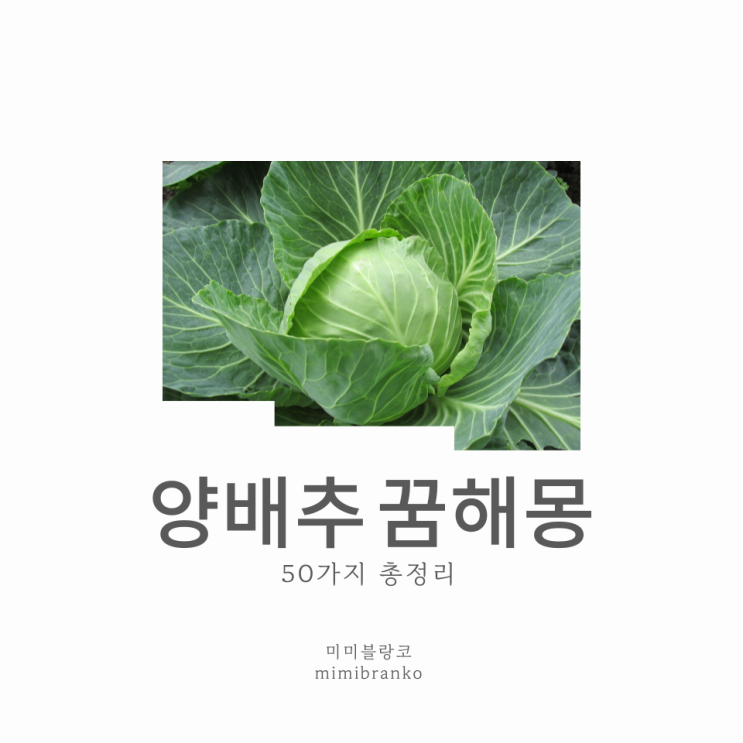  양배추 꿈해몽
