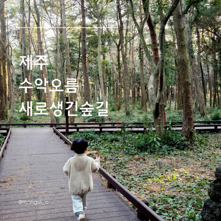  제주 새로생긴 수악오름 가볍게 서귀포 산책하기