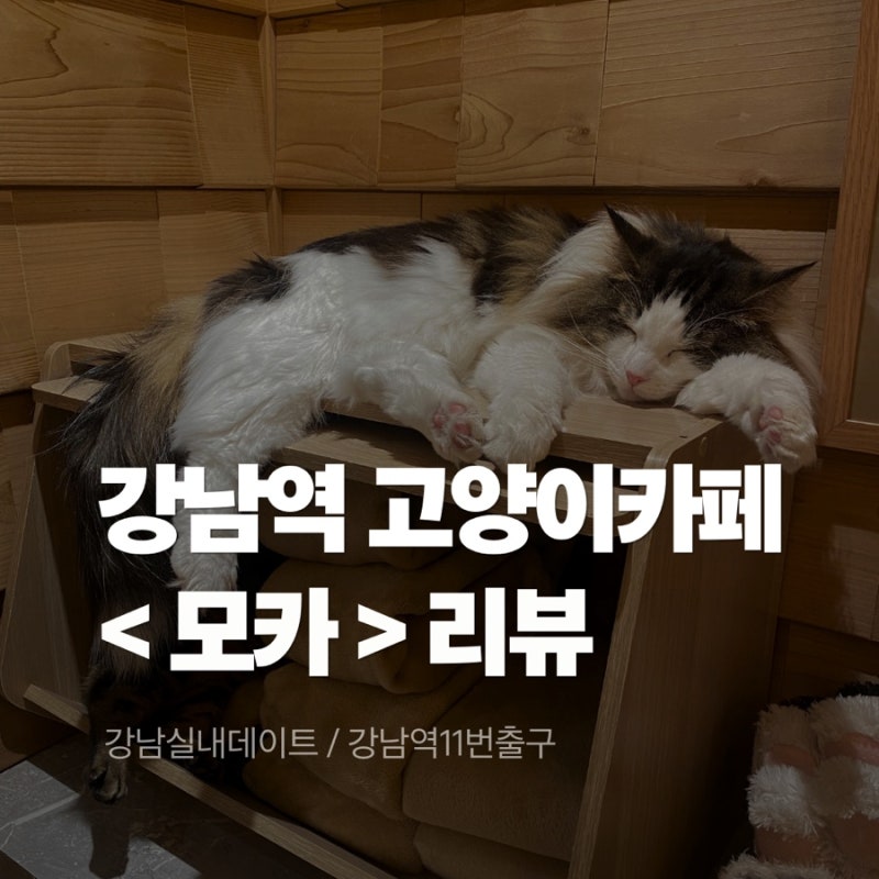 강남 실내데이트, 고양이 카페 모카 강남점(사진 많음 주의)
