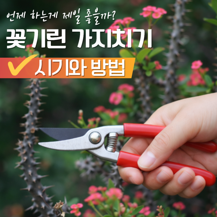  꽃기린 가지치기 시기 방법