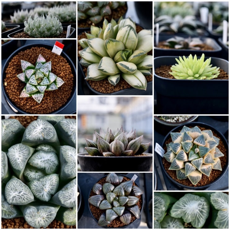  하월시아 농장 - 다육농장멕시코  26년 1월, 겨울 산책...