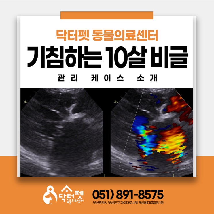  강아지가 기침이 심해졌어요!10살 비글 부산 노령견 심장관리