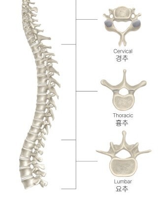 질병분류기호 S3350 급성요추염좌에 대해 알아보기