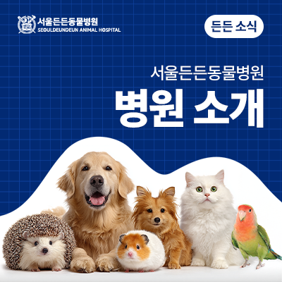 [병원 소개] 서울든든동물병원 인천 병원 소개 및 의료진 소개