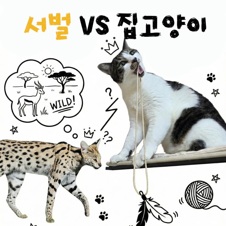  경산 서벌의 정체, 고양이가 고라니를?