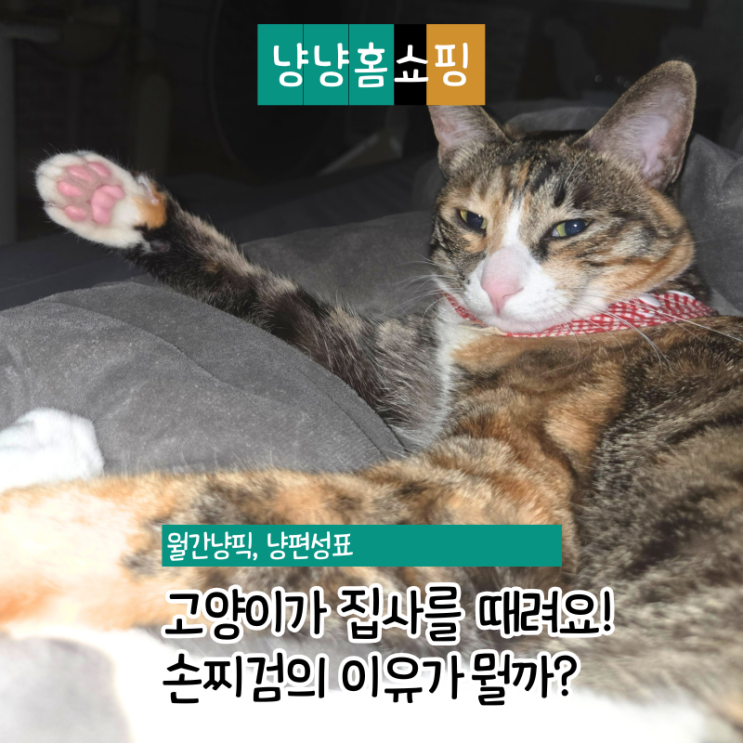  고양이가 집사를 때려요 이유가 뭘까? 경고 vs 그루밍