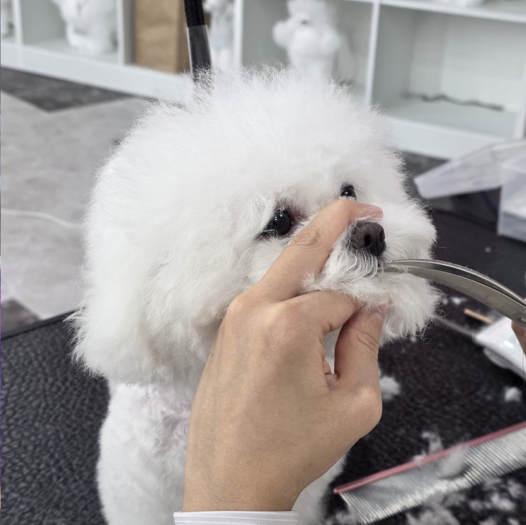  순천강아지미용학원 선택 전 꼭 알아야 할 애견미용사자격증 취득방법