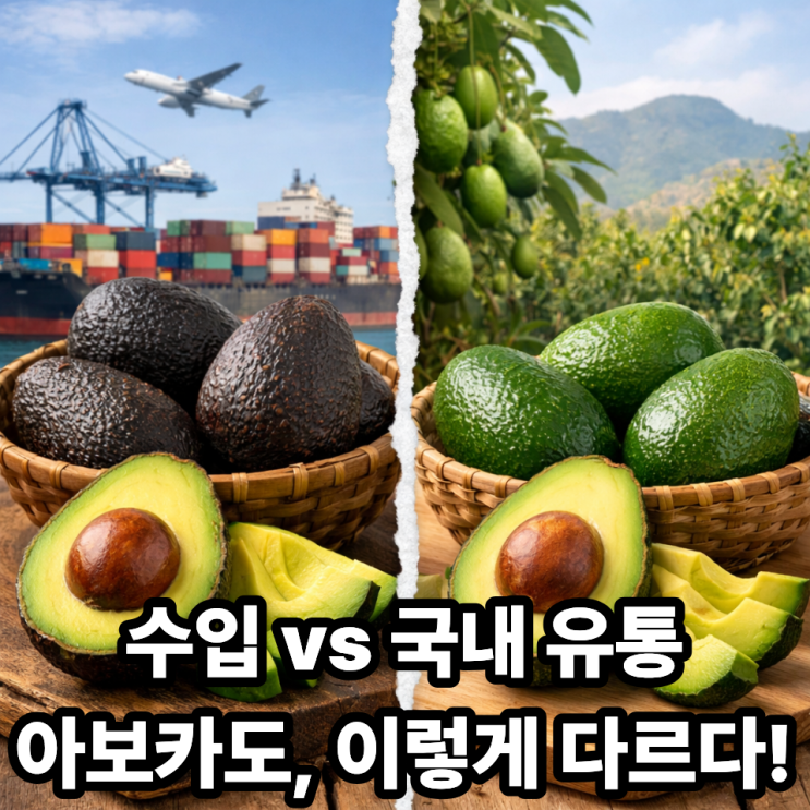   아보카도 수입산 vs 국내 유통 차이: 소비자 필수 가이드