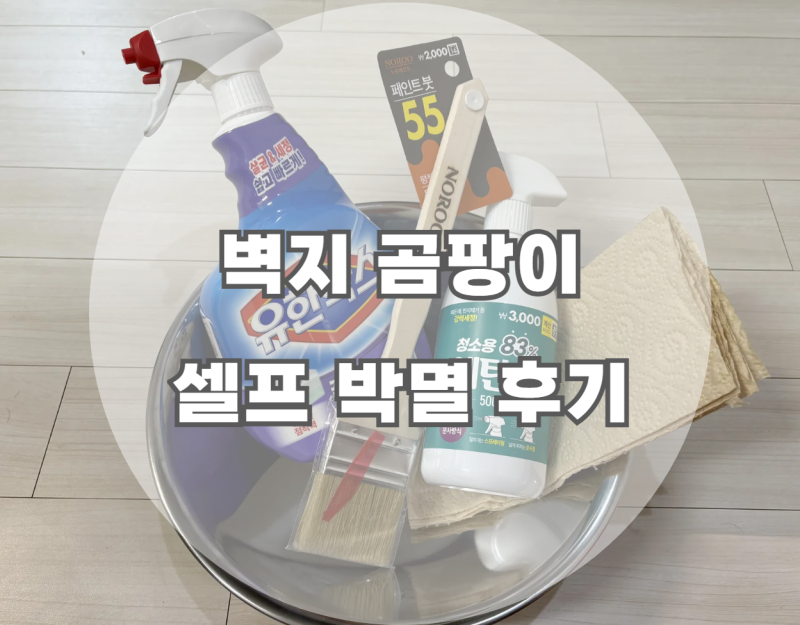 벽지 곰팡이 제거, 락스로 셀프 박멸 성공 후기 (다이소 제품 추천)