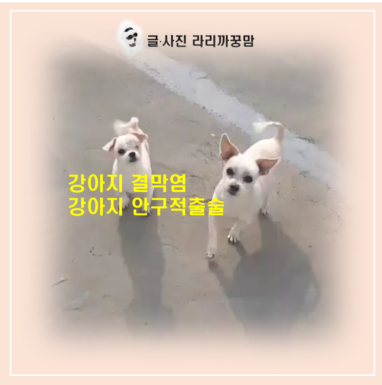  결막염 악화로 안구적출 수술 후 첫 옥상 산책! 13살 짱구의 당당한 발걸음