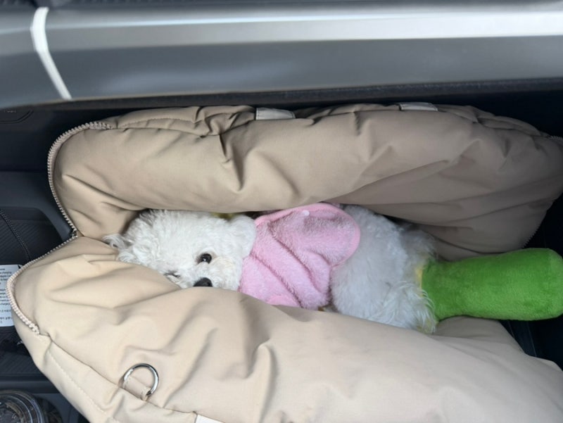 고창 상하농원 파머스글램핑 애견동반 다녀오다