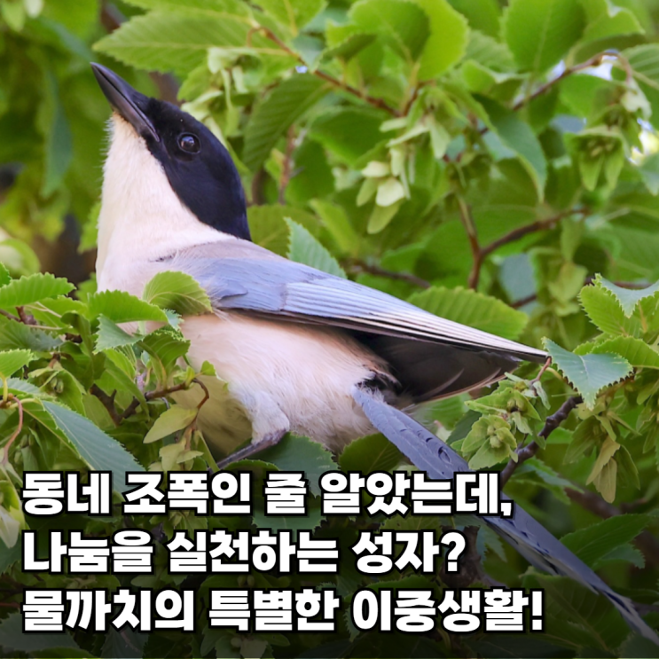  조폭인 줄 알았는데? 동료에게 간식 양보하는 의리파 물까치