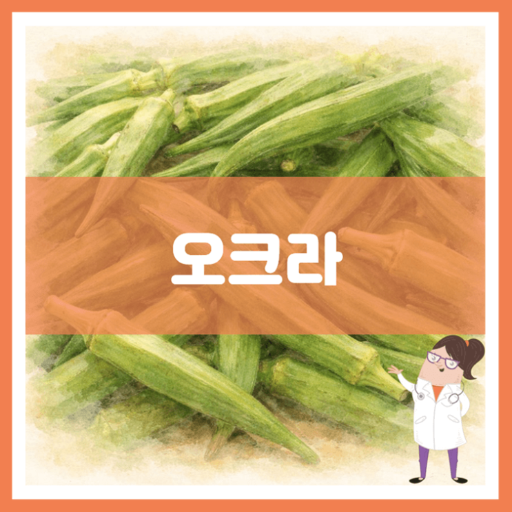  오크라 효능 영양성분 부작용