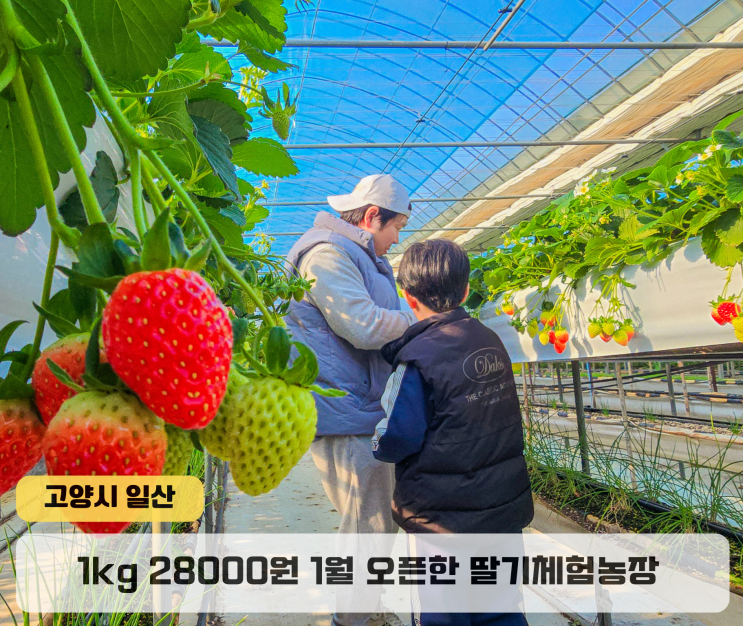  경기도 일산 가볼만한곳 아침이슬농원 딸기체험농장